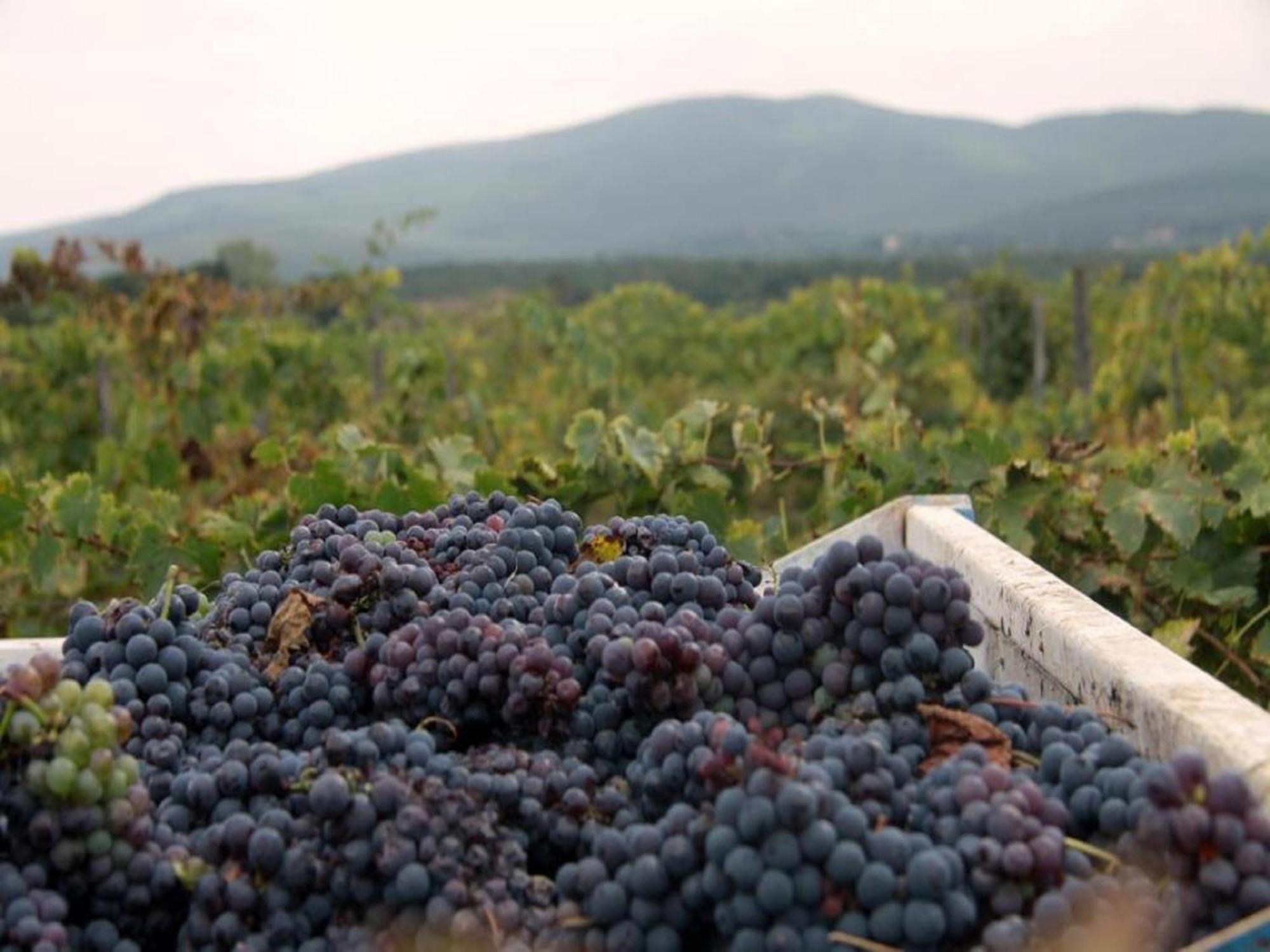 Séjour à la ferme La Segolina Colle Val D'Elsa