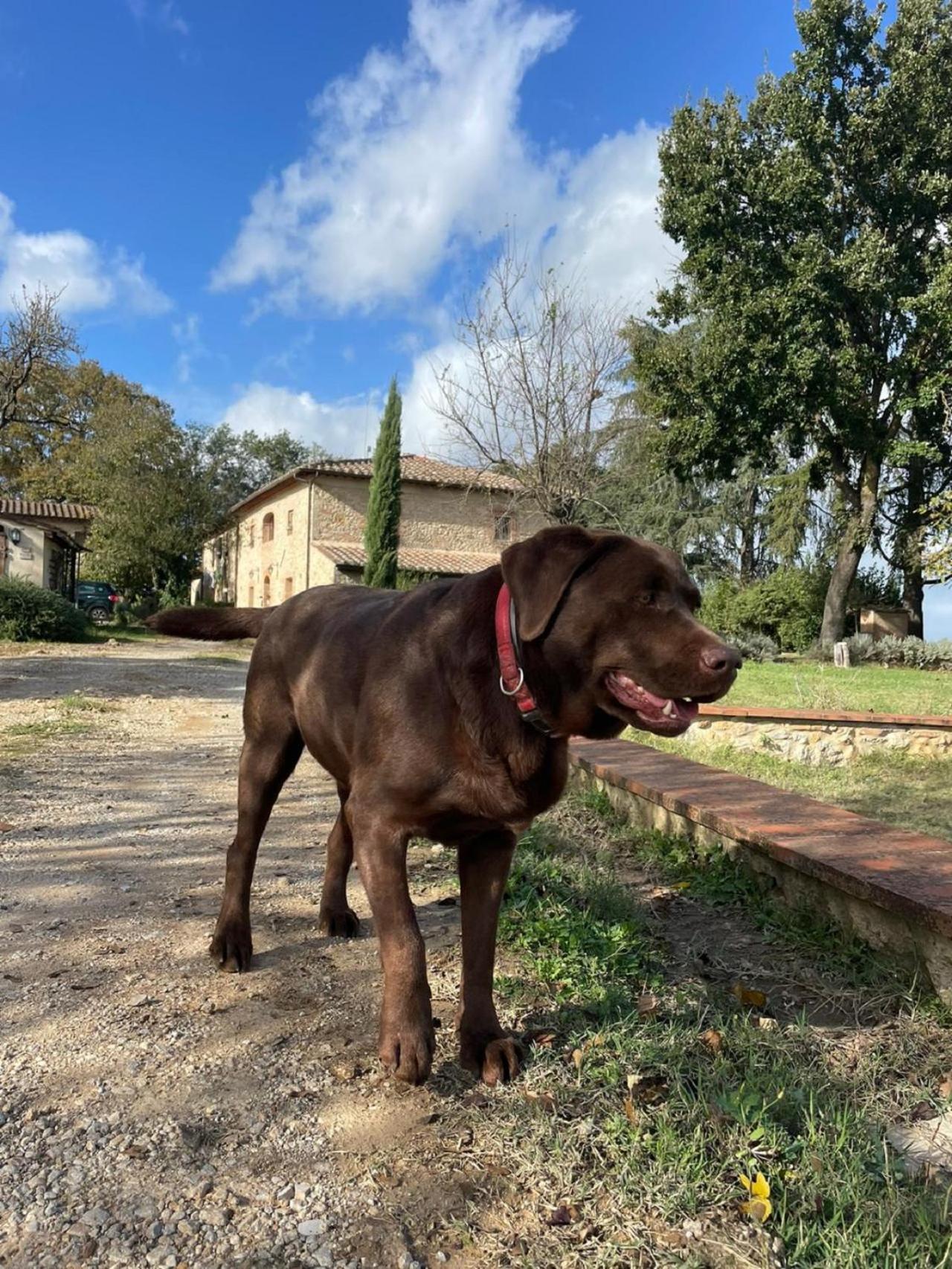 La Segolina *