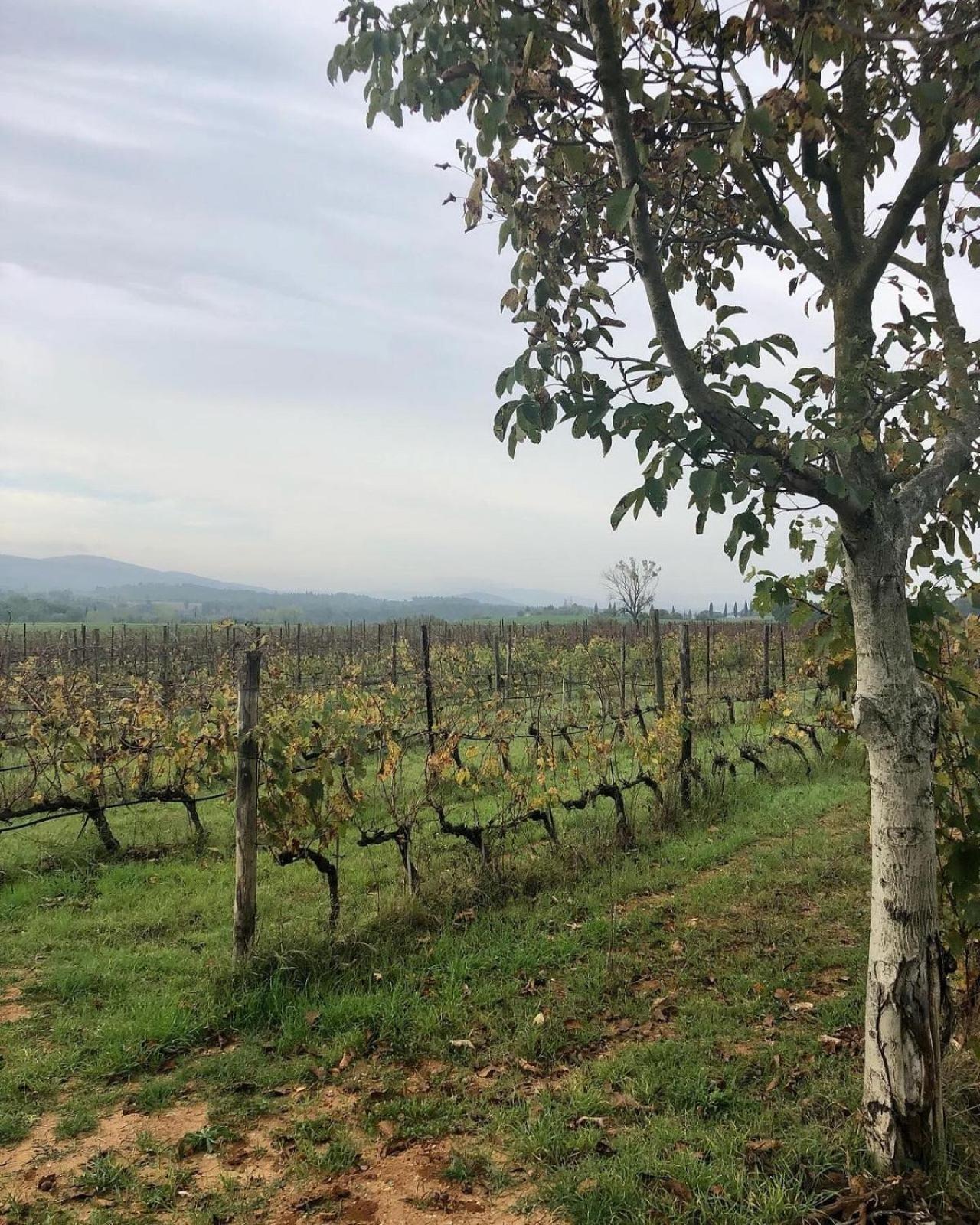 La Segolina Farm stay Colle Val D'Elsa