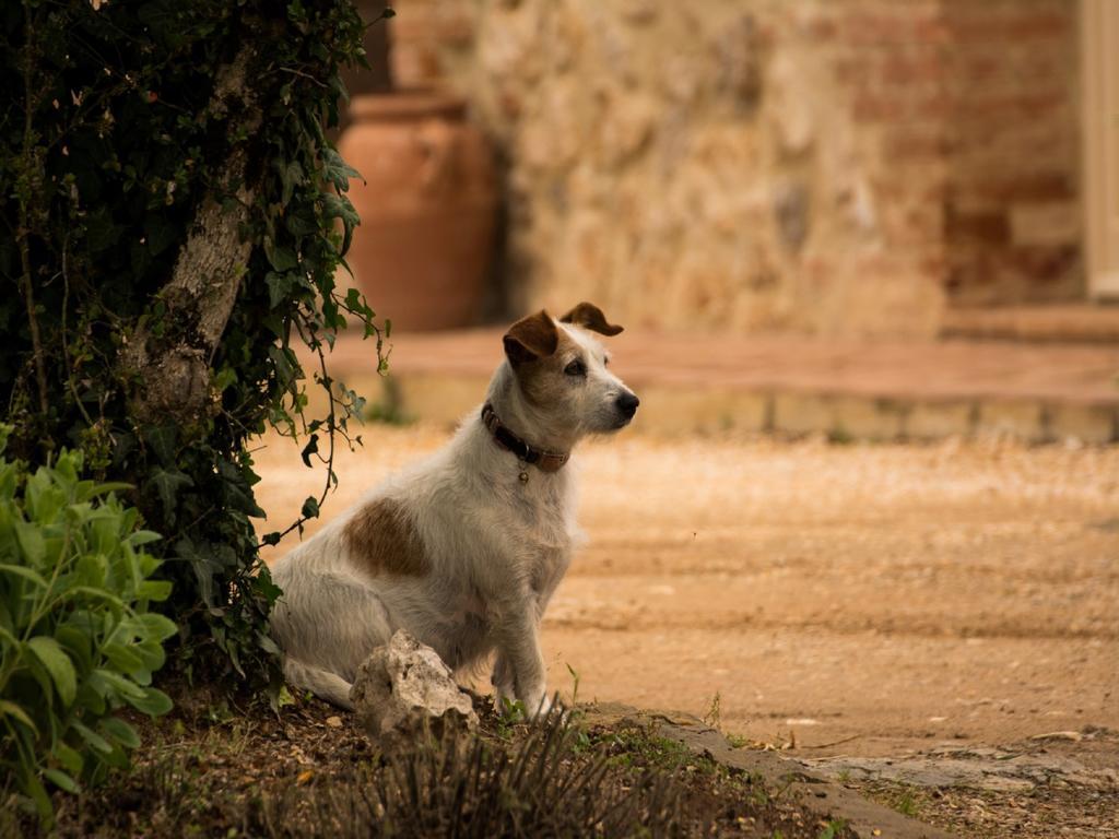 La Segolina Farm stay