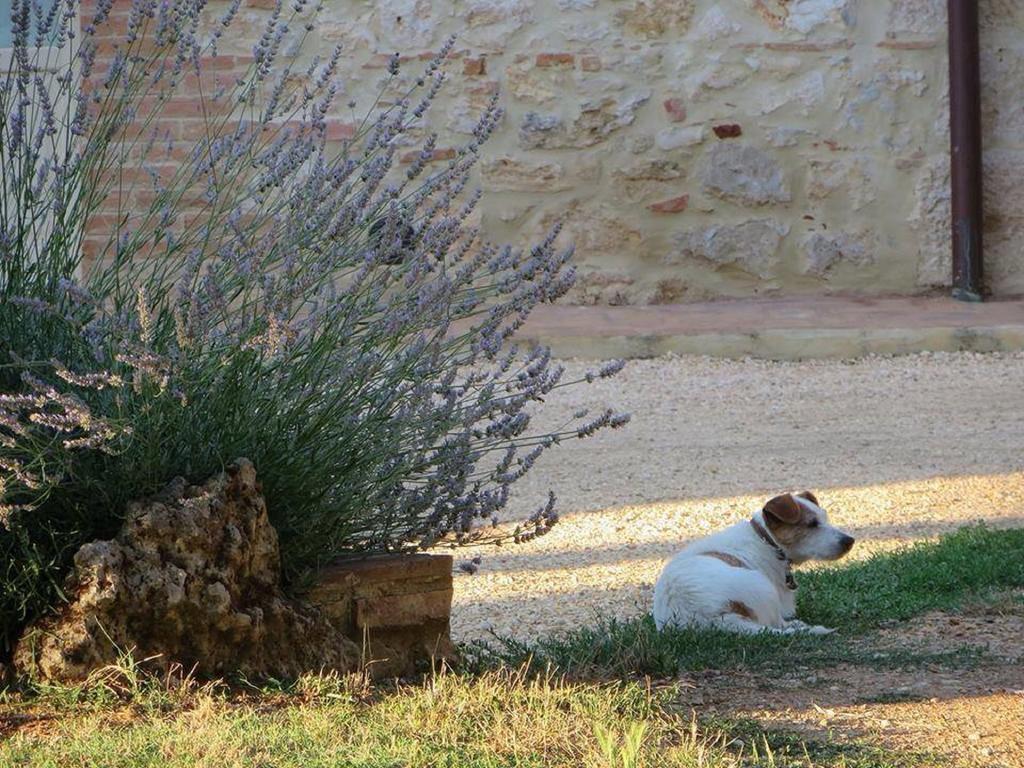 La Segolina Colle Val D'Elsa